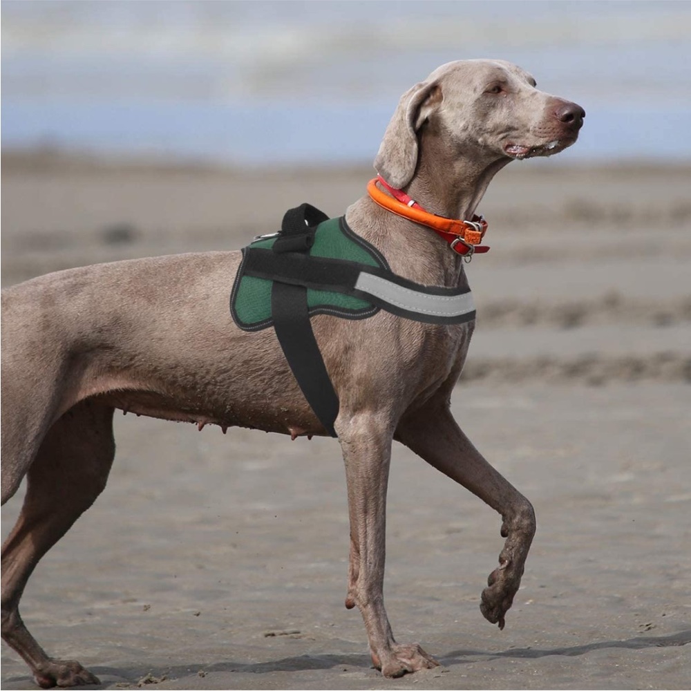 New Bolux Dog No-Pull Harness and Stretch Dog Leash, Medium